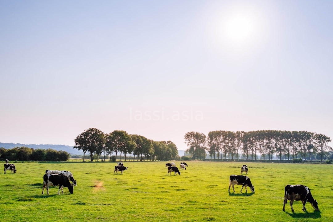 Cow