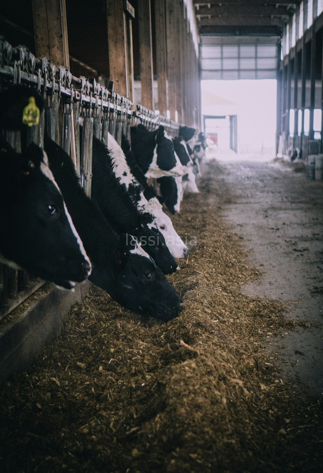 Farm Life