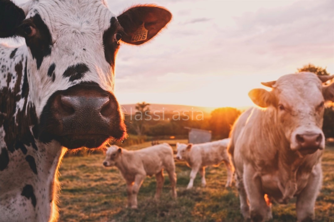 Fresh Dairy